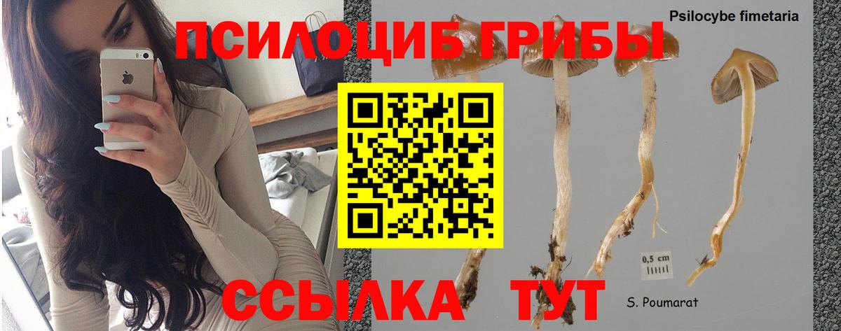 Галлюциногенные грибы Psilocybine cubensis Медногорск